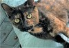 adoptable Cat in lehigh acres, FL named Einstein