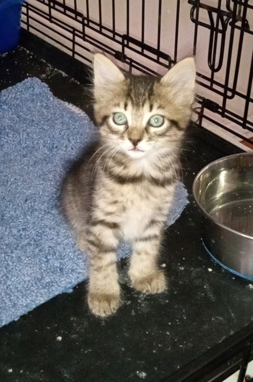 Zena