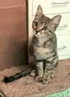 Jazzie (Jasmine)