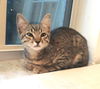 Jazzie (Jasmine)
