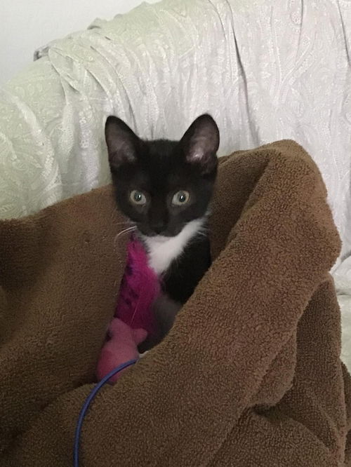 Widget