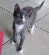 Samuel