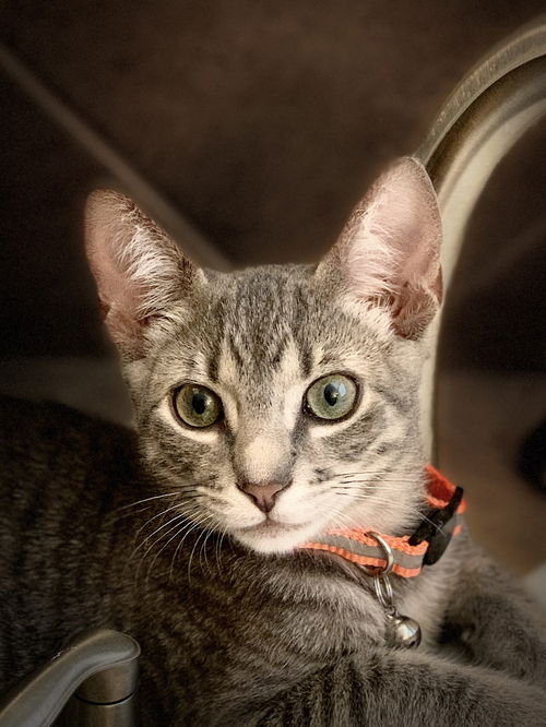 Vinnie