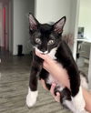 Teddy Tux