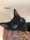 Malachi