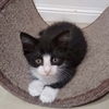 Wilbur