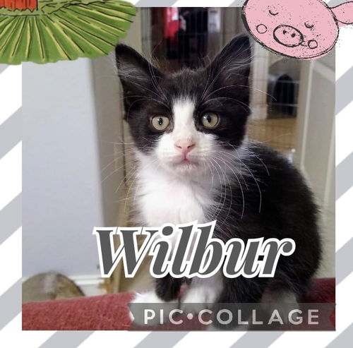 Wilbur