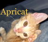 Apricat