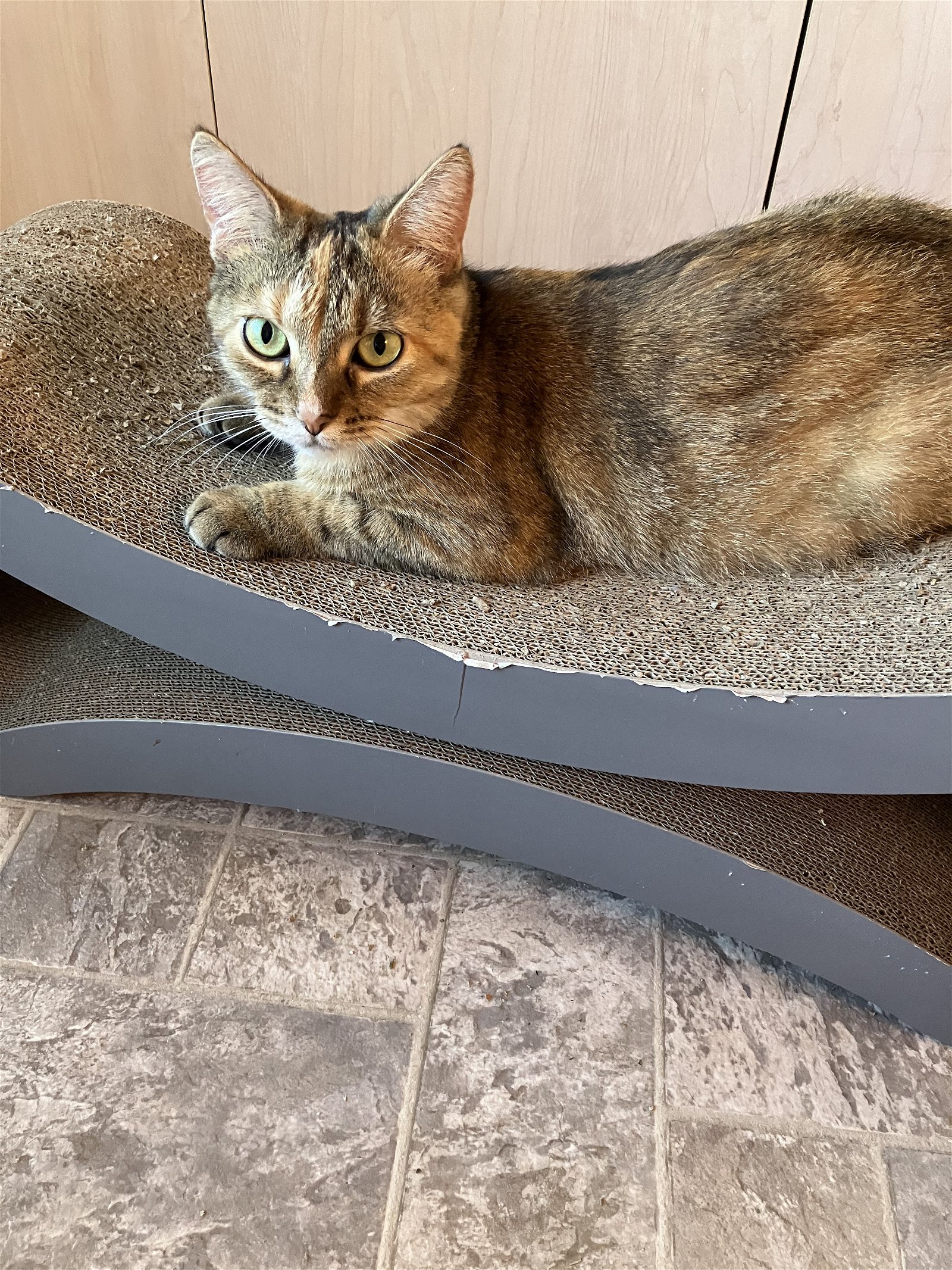 adoptable Cat in Lehigh Acres, FL named Lady Chickpea