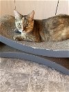 adoptable Cat in lehigh acres, FL named Lady Chickpea