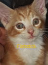 Fishstick
