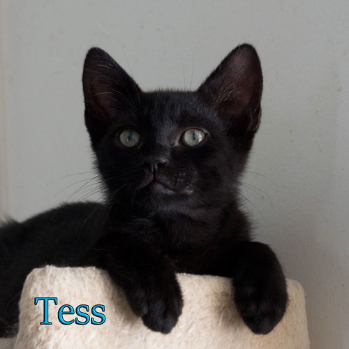 Tess