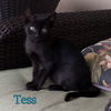 Tess
