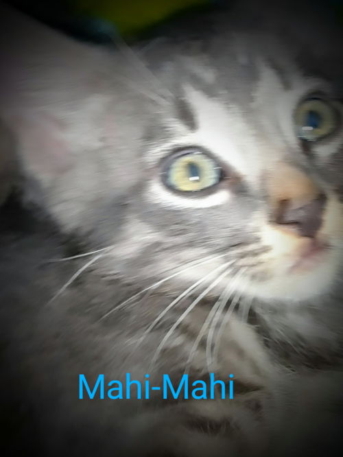 Mahi Mahi