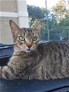 adoptable Cat in lehigh acres, FL named Nala
