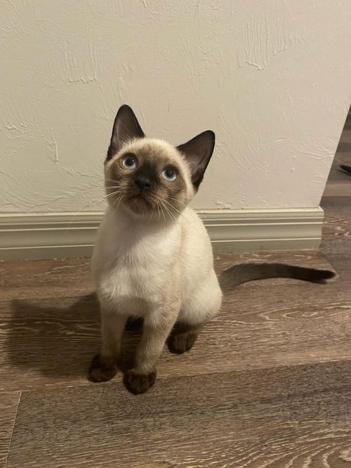 Sammy