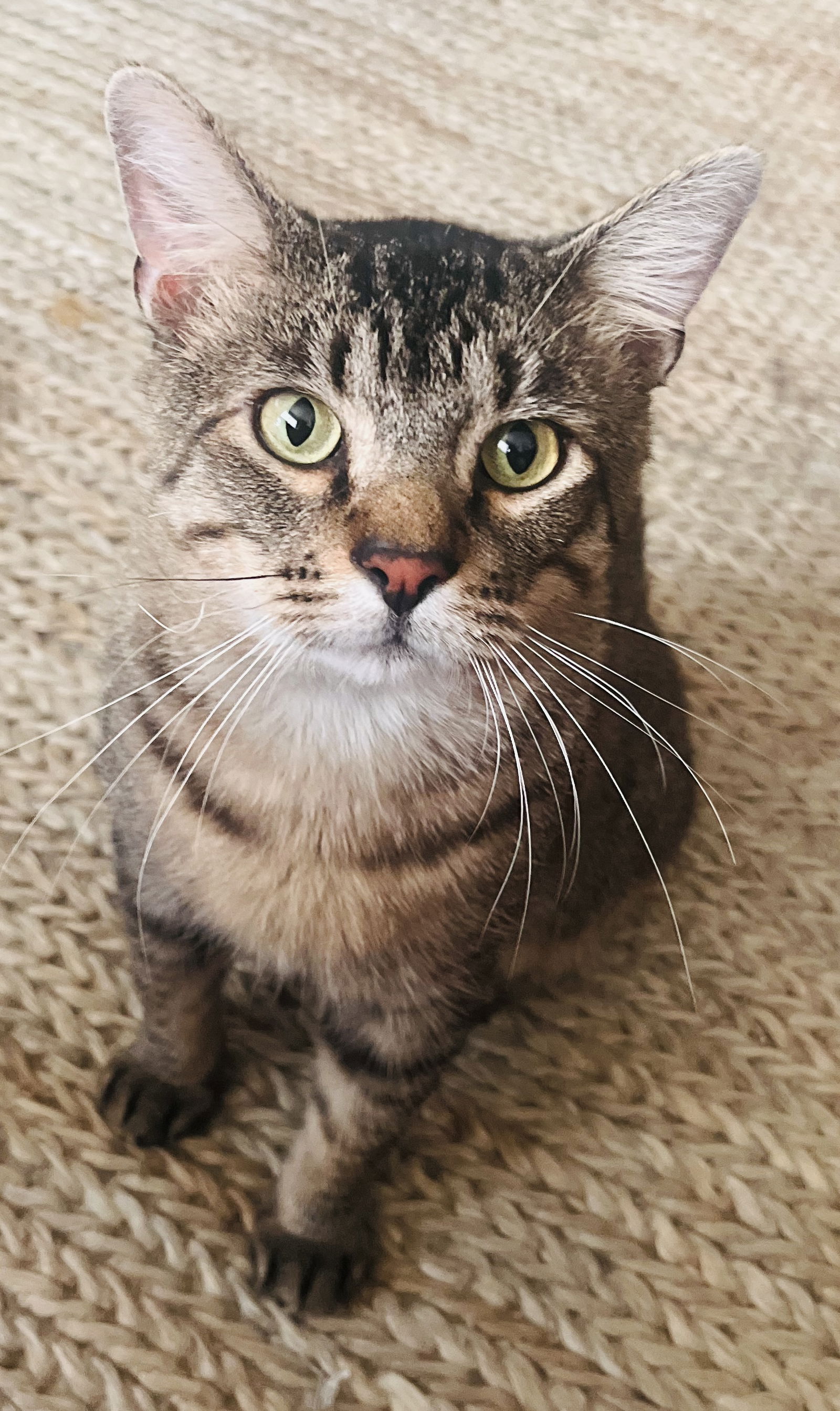 adoptable Cat in Fort Myers, FL named Teddy