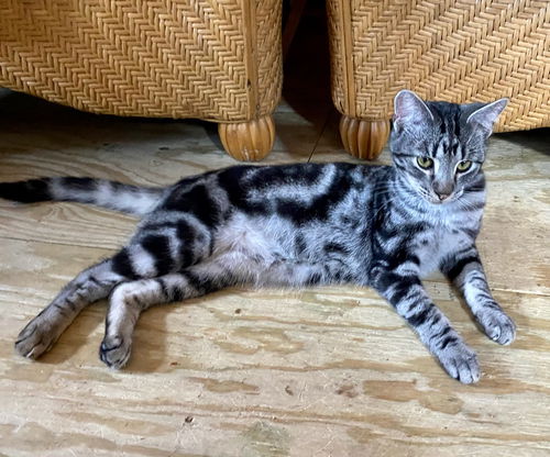 Catptan