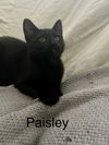 Paisley