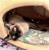 adoptable Cat in naples, FL named Jasmine