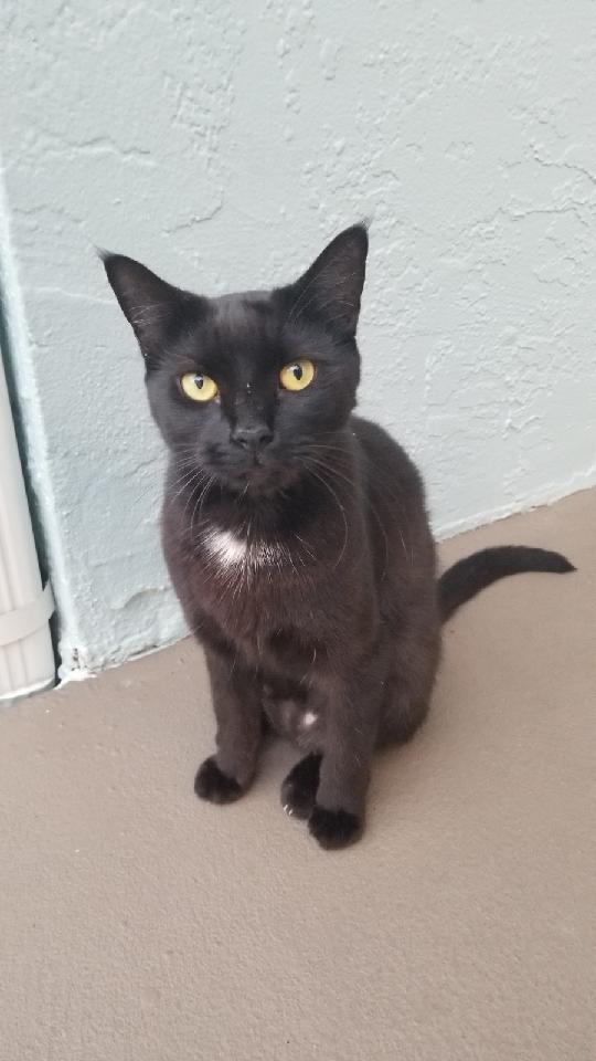 adoptable Cat in Fort Myers, FL named Lila