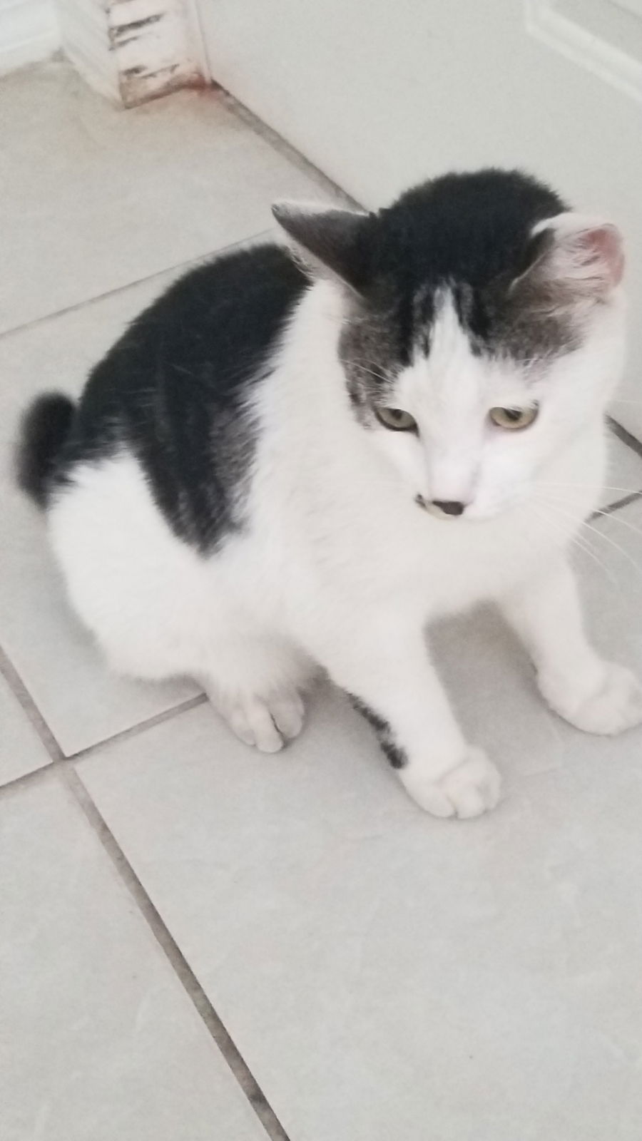 adoptable Cat in Fort Myers, FL named Marko