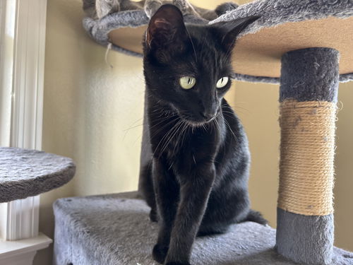 picture of the cat needing adoption