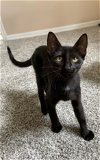 adoptable Cat in cape coral, FL named Mo