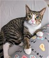 adoptable Cat in lehigh acres, FL named Mina