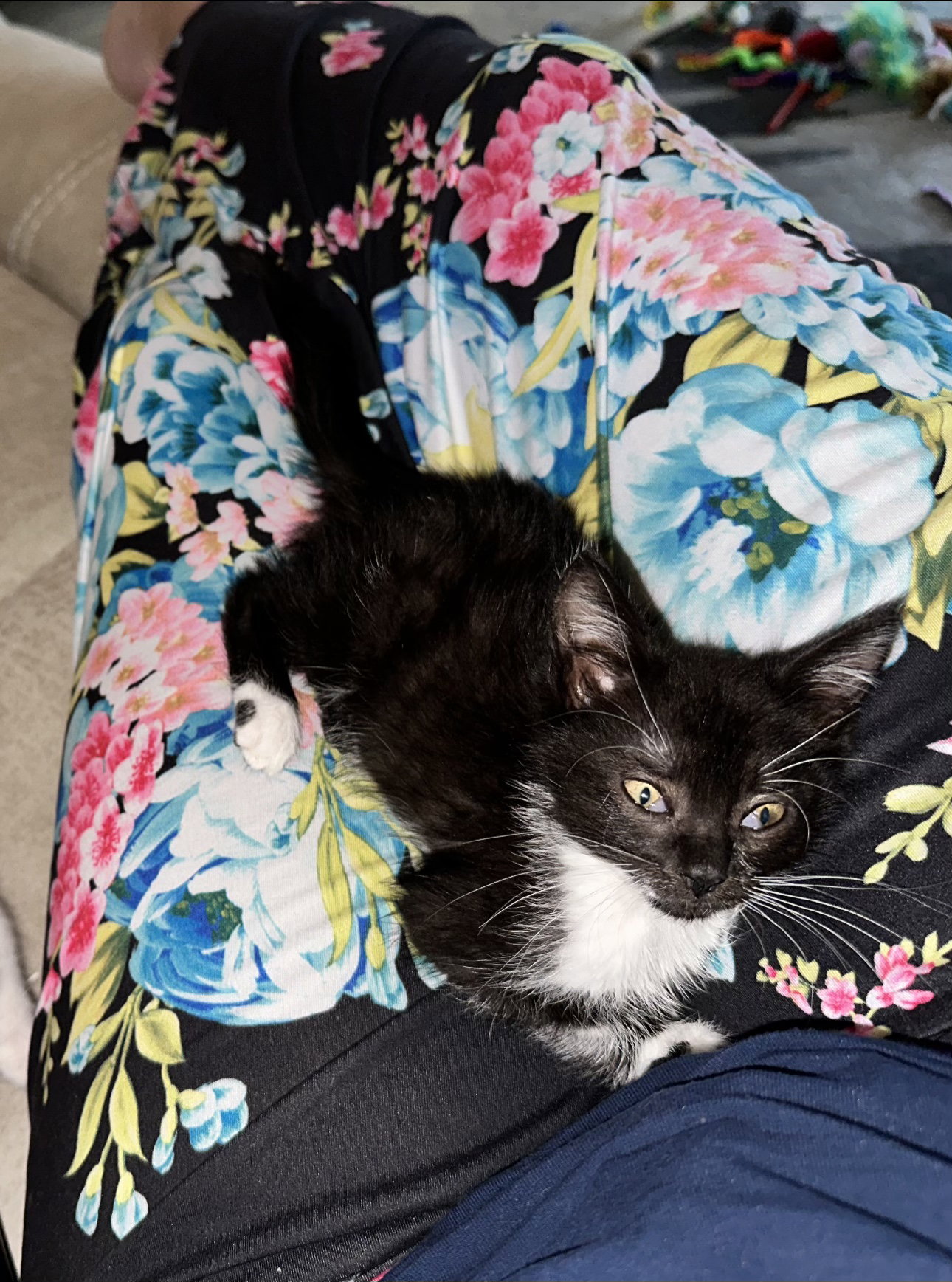 Cat adoption in Cape Coral, FL 33904 Tuxedo / Domestic Medium Hair / Mixed (medium coat) Cat "Vino"