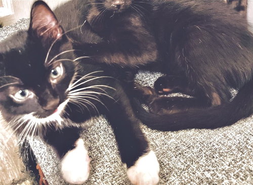 SUZY Q - Tuxedo available for adoption