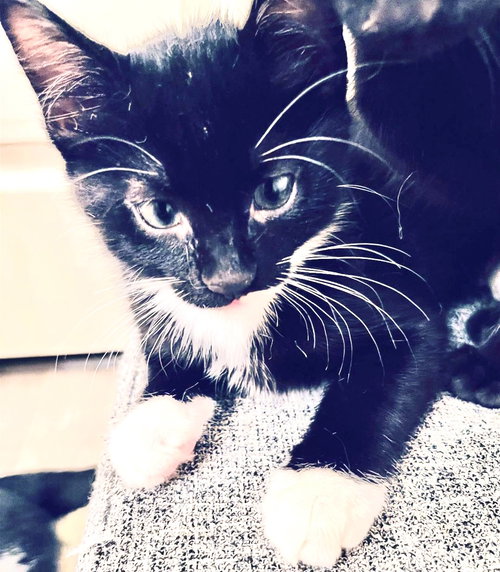 SUZY Q - Tuxedo available for adoption