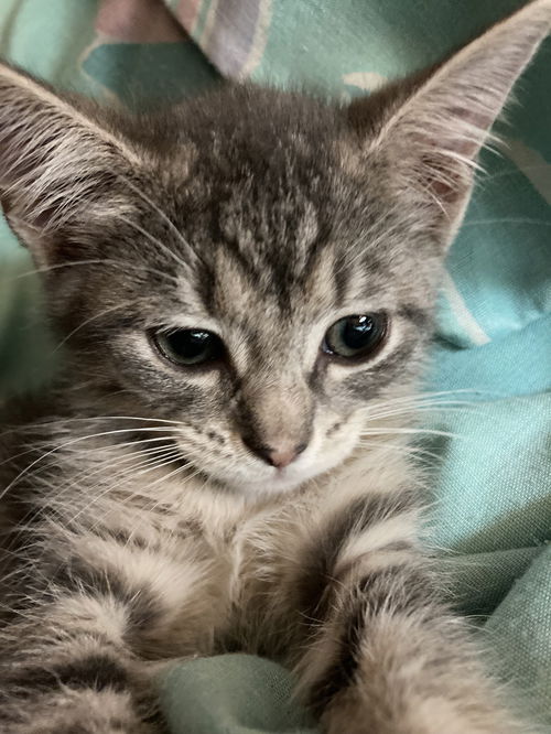 Templeton
