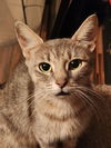 adoptable Cat in Fort Myers, FL named Sherry