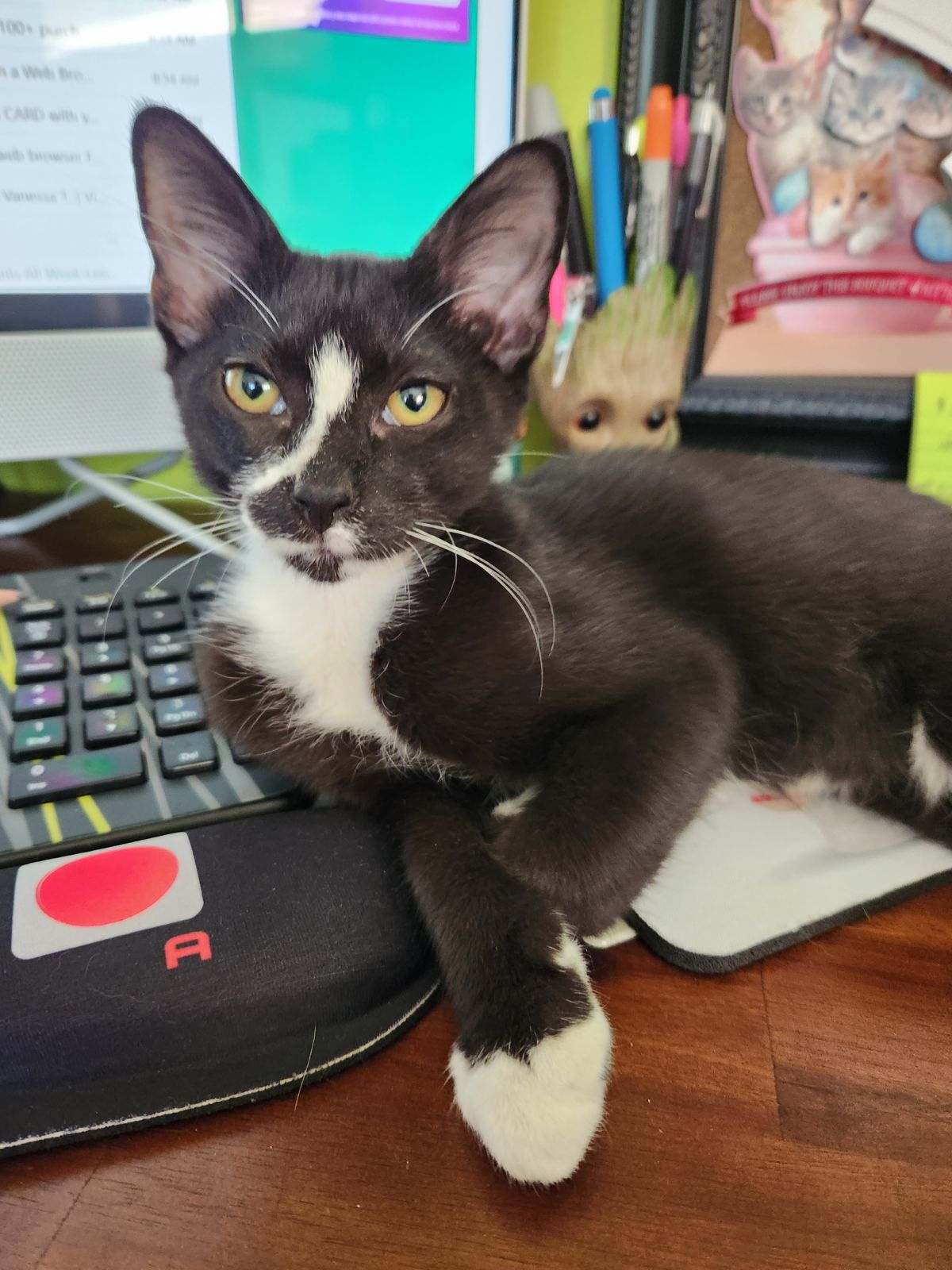 adoptable Cat in Fort Myers, FL named Jamey