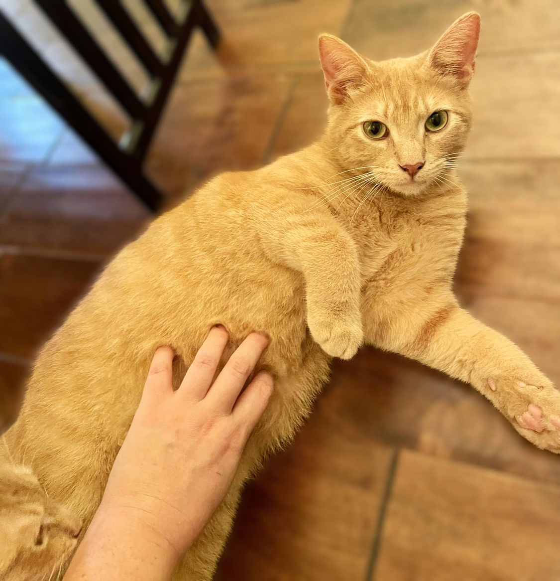 adoptable Cat in Fort Myers, FL named Pumpkin