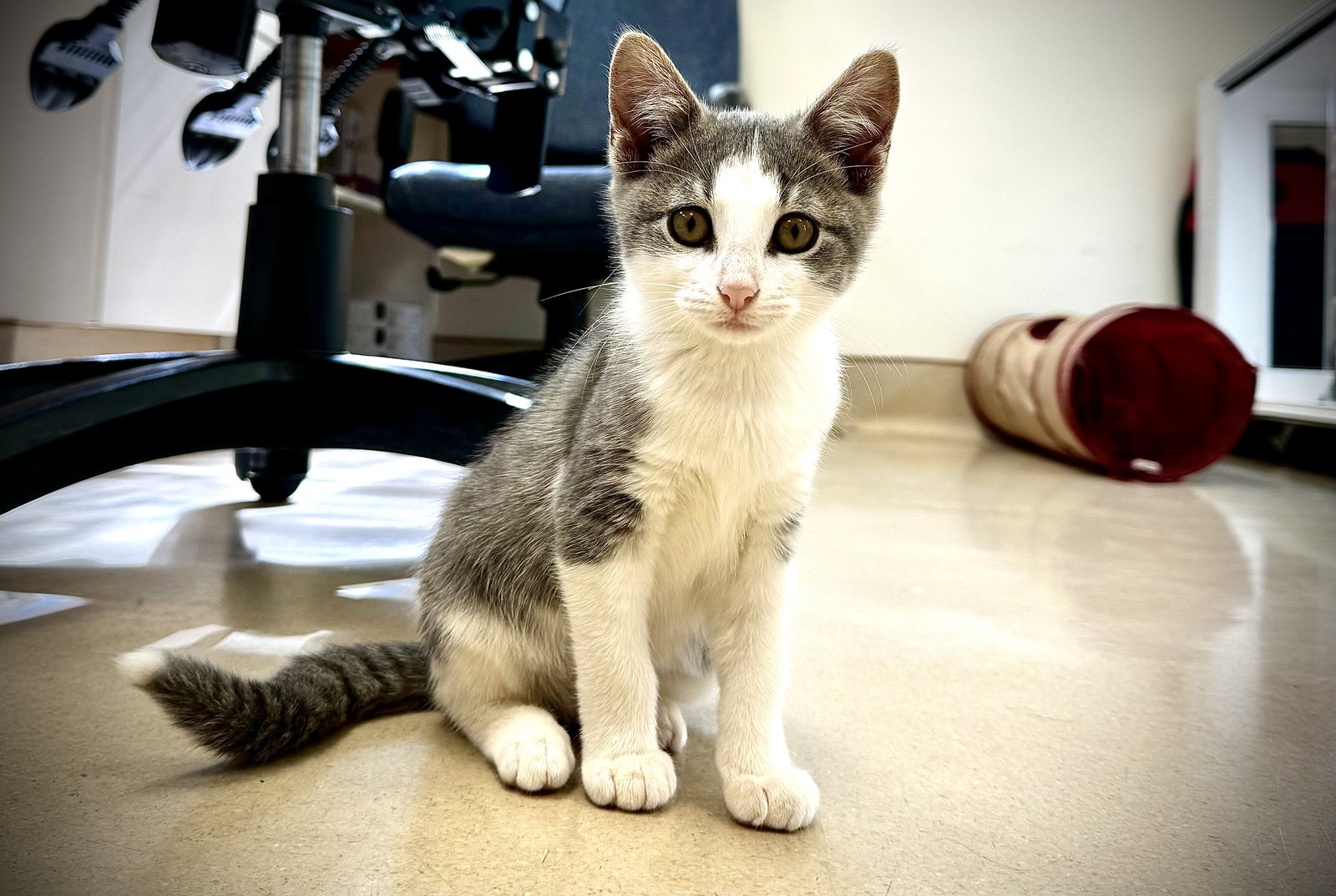 Cat adoption in Fort Myers, FL 33916 Tabby / Domestic Short Hair / Mixed (short coat) Cat "Ashley"