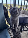 Bluey