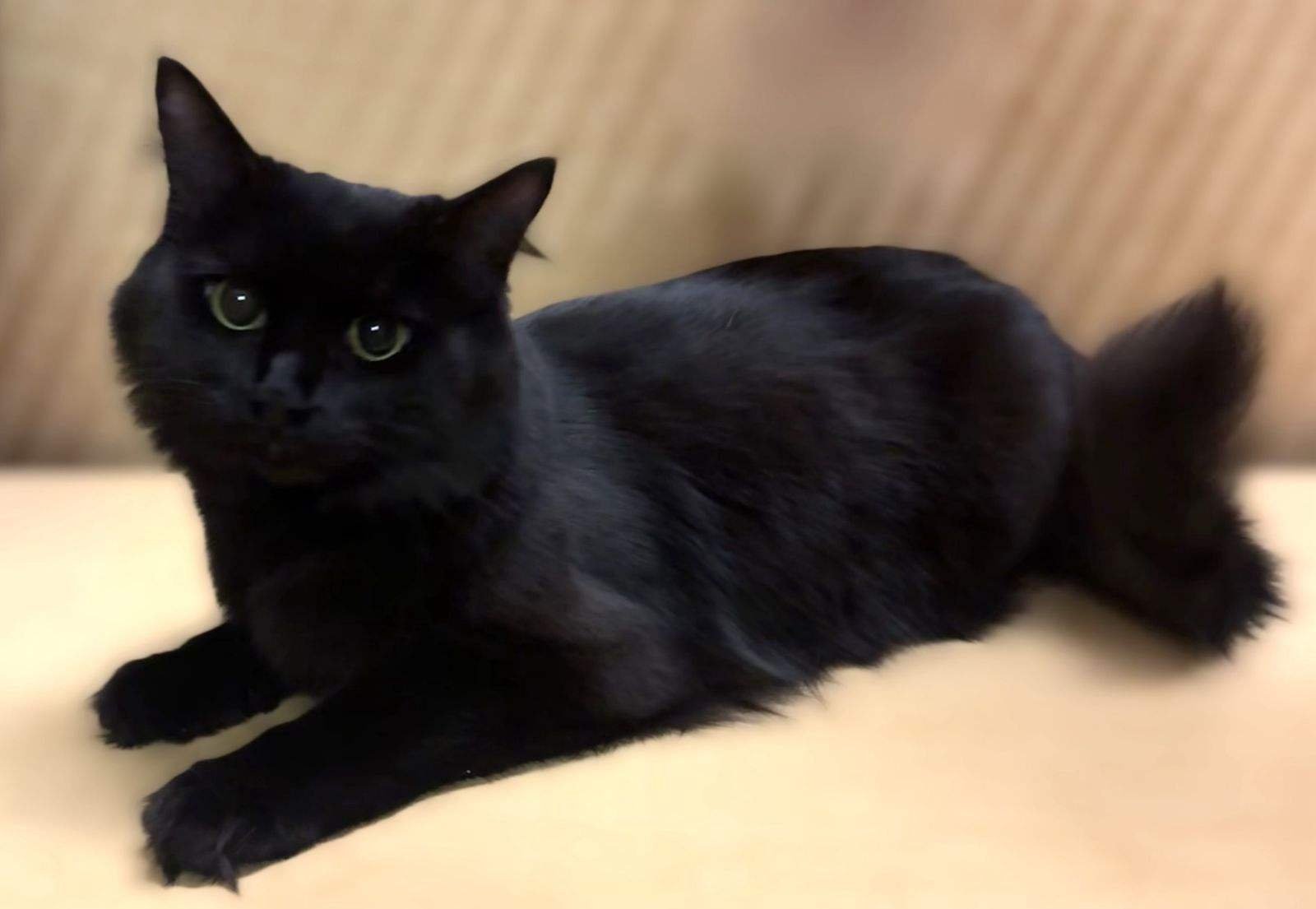 adoptable Cat in Fort Myers, FL named Mickey