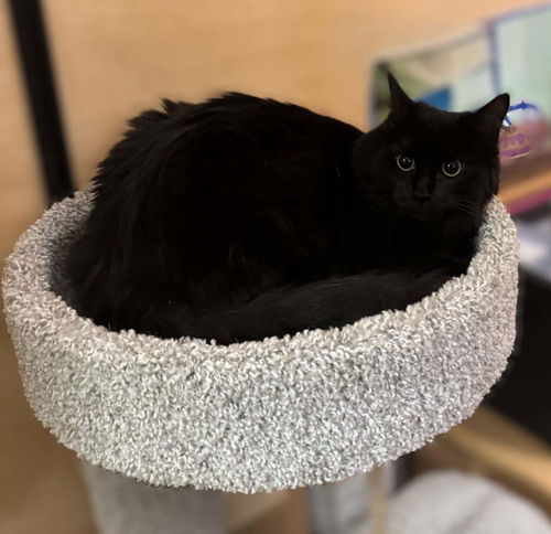 picture of the cat needing adoption