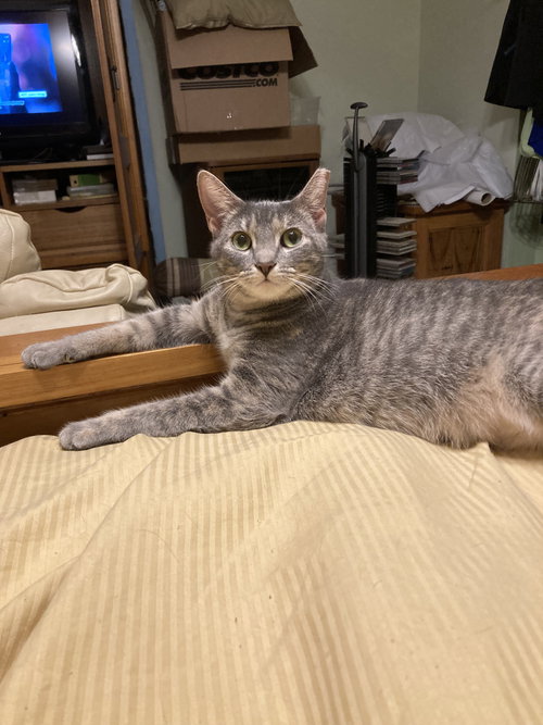 Harper