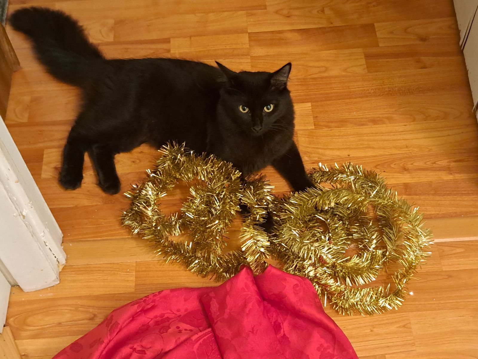 adoptable Cat in Fort Myers, FL named Max