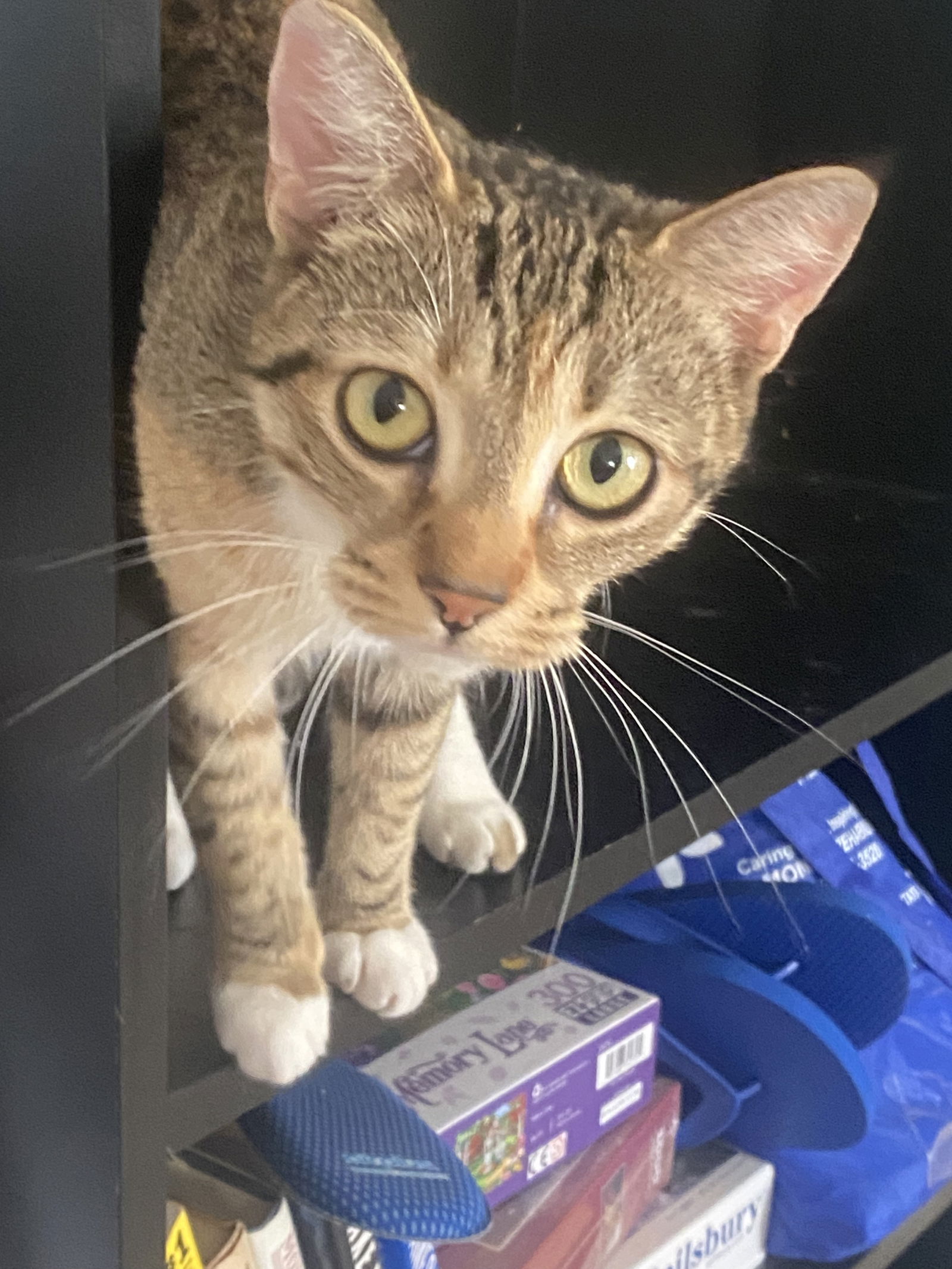 adoptable Cat in Fort Myers, FL named Rusty