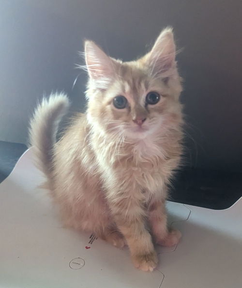 Floof