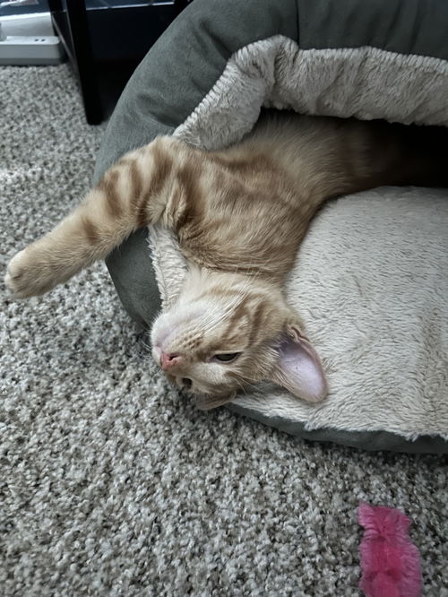 Zeke