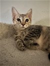adoptable Cat in cape coral, FL named Pixie G
