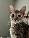 adoptable Cat in cape coral, FL named Pixie G