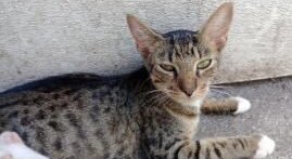 adoptable Cat in Lehigh Acres, FL named Nikita