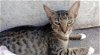 adoptable Cat in lehigh acres, FL named Nikita