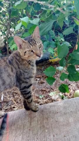 adoptable Cat in Lehigh Acres, FL named Whiskey